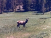 Elk were seen everywhere.