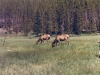 Elk were seen everywhere.